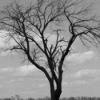 Black and white photo f bare limbed tree.