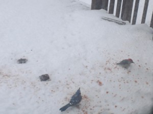 birds eating bread