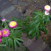 Pink and white multipetaled flowers.