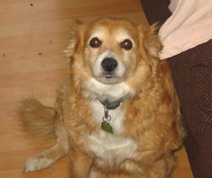 Yellow and white dog.