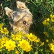 A yorkie sitting in yellow flowers.