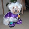 Dog with purple outfit.