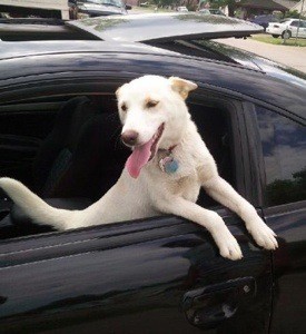 White dog in a car.