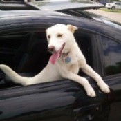 White dog in a car.