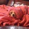 Dog in blanket.