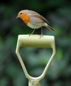 Bird on garden tool handle.