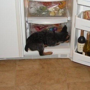 Dog on bottom of refrigerator shelf