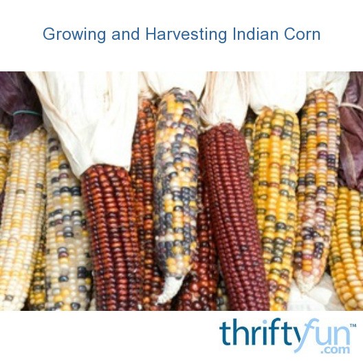 Growing and Harvesting Indian Corn | ThriftyFun