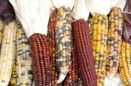 Growing and Harvesting Indian Corn
