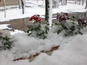 Snow covered flowers.