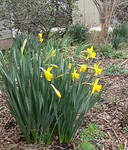 Blooming daffodils.