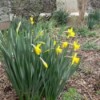 Blooming daffodils.