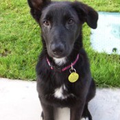 black puppy