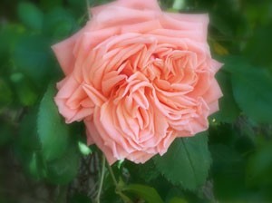 Spectacular pink rose.