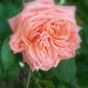 Spectacular pink rose.