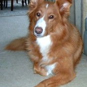 Reddish dog with white on chest.