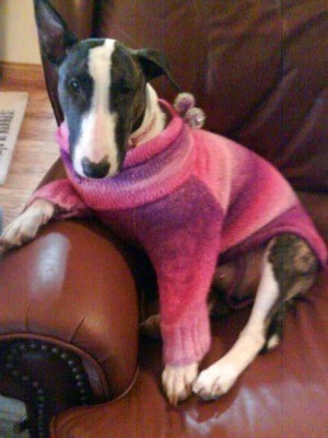 Bull terrier in sweater on couch