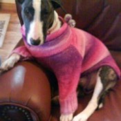 Bull terrier in sweater on couch