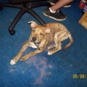 Brindle colored dog.