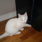 Nilla (Kitten)