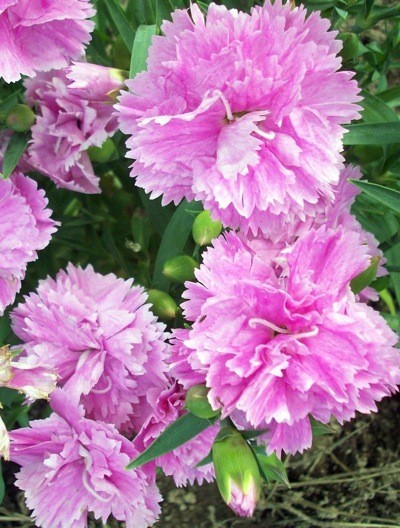 Pink Carnations
