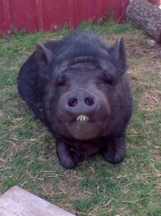 Petunia (Vietnamese Potbellied Pig)