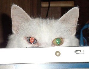 Closeup of eyes and ears of white cat.