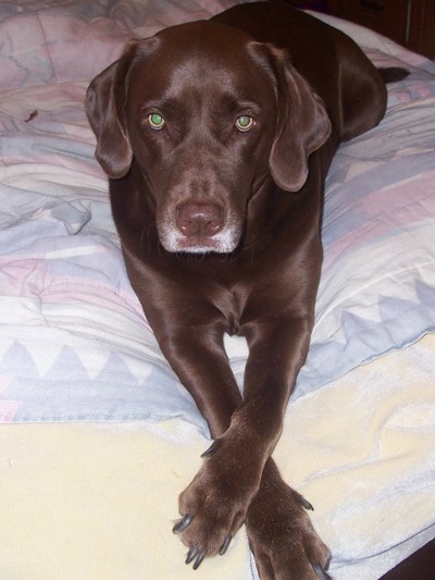 Chocolate Lab mix on bed.