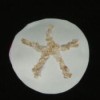 Sand dollar made from paper plates,