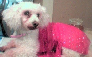 White dog in pink outfit.