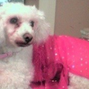 White dog in pink outfit.