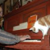 Cat on piano.
