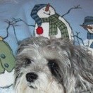 Tessie (Schnoodle)