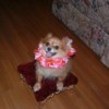 Orange Pomeranian with a lei, sitting on a foot stool