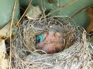 New baby birds in nest.