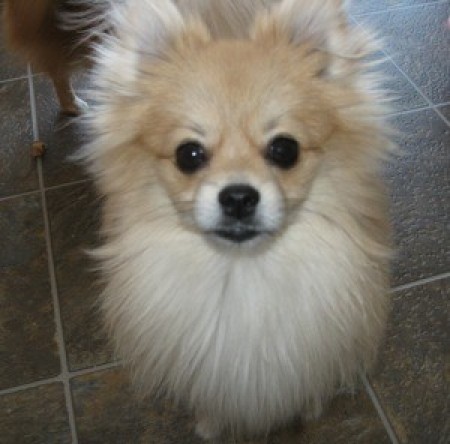 Closeup of a cream Pomeranian