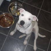 White Pit looking dog looking up at camera.