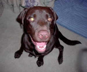 Lab looking up at camera