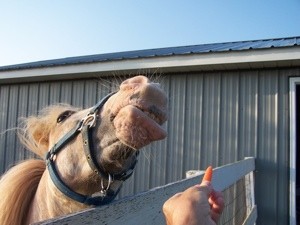 Sparky (American Shetland Pony)