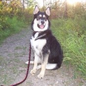 Dog sitting on a leash.