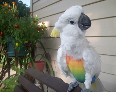 Sammi (Lesser Crested Sulfur Cockatoo)