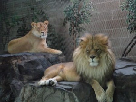 2 lions at zoo