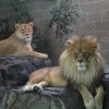 2 lions at zoo