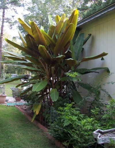 banana tree next to house