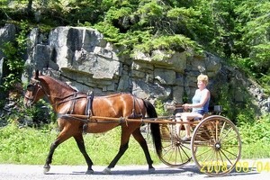 Retired Racehorse pulling a carriage.