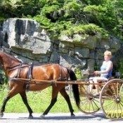 Retired Racehorse pulling a carriage.