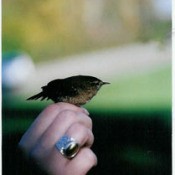 Small bird on hand