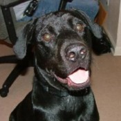 Moose (Labrottie/Rottador)