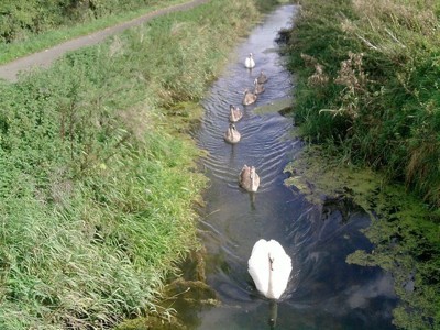 Swans (Somerset)