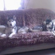 2 dogs on couch